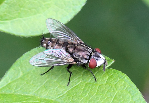 Sarcophagidae: Metopia sp.